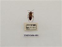 藏品(東亞斑紅椿象)的圖片